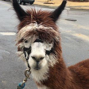 Meet your Posher, Linda